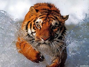 Создать мем: тигр брызги, амурский тигр, тигр вода