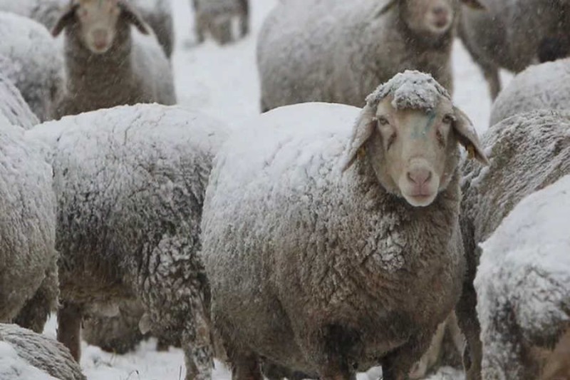 Create meme: merino sheep, a flock of sheep , sheep sheep