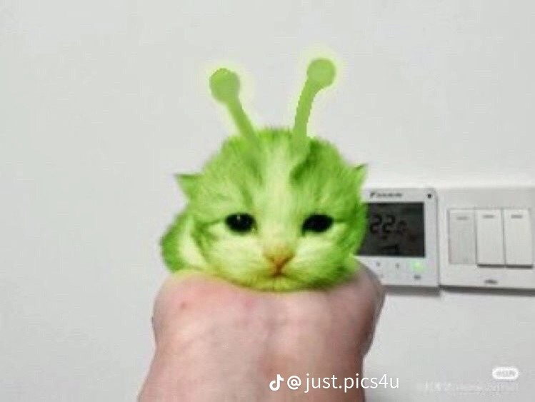 Create meme: cat , animals cute, cat 