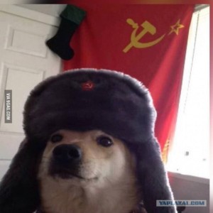 Создать мем: собака, doge в шапке ушанке, communist doggo