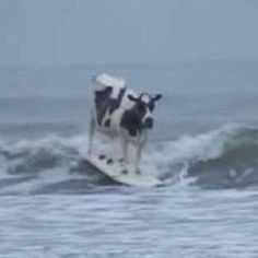 Create meme: vimean, funny cow, cow on the seashore meme