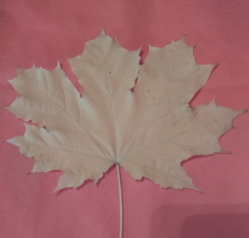 Create meme: maple leaf, maple leaf, maple leaves