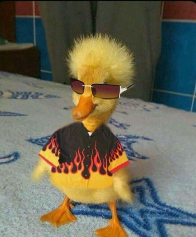 Create meme: The fashionable duck, The duckling is funny, duck 