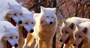 Создать мем: волк, арктический волк, белый полярный волк