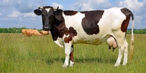 Create meme: calves, cow