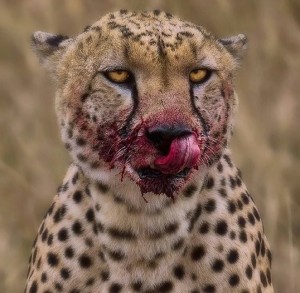 Create meme: cheetah, muzzle Cheetah photo closeup, pictures of leopard blood