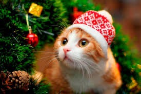 Создать мем: котик в новогодней шапке, кот и новый год, новогодний котик