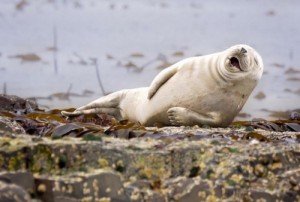 Create meme: meme seal, funny pictures of animals, wildlife photography
