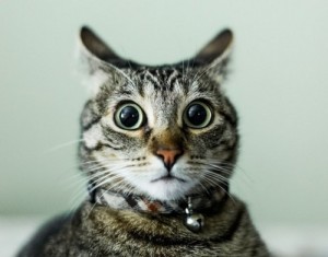 Create meme: Stunned the cat