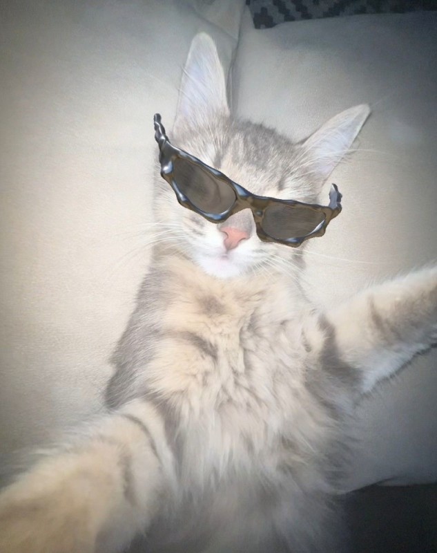 Create meme: cat in glasses , cool cats with glasses, cat in sunglasses