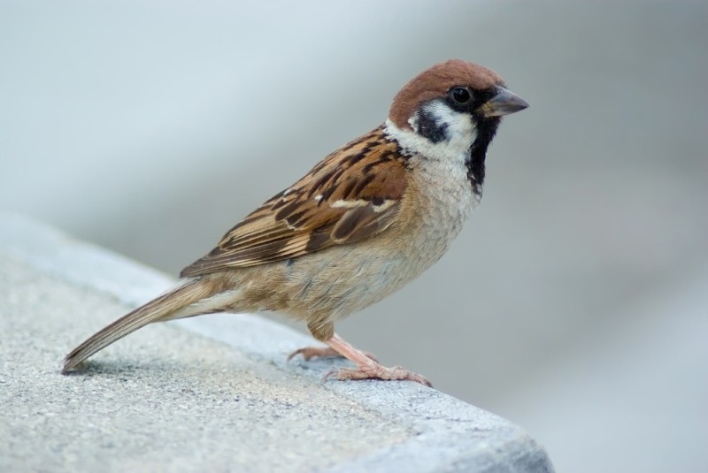 Create meme: field sparrow, bird sparrow, Sparrow 