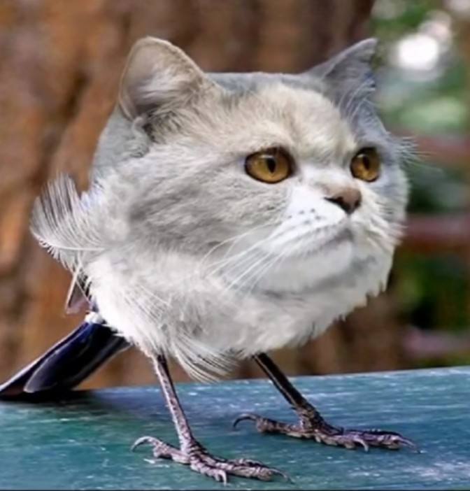 Create meme: The sparrow cat, cat and bird, cat 