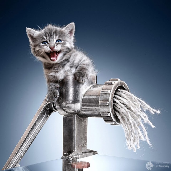 Создать мем: кот электрик, креативный котик, кошка умывается