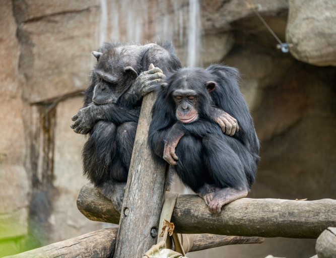 Создать мем: шимпанзе обнимаются, chimpanzee sanctuary, человекообразные обезьяны шимпанзе