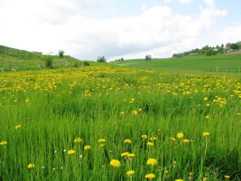 Create meme: field of dandelions, dandelion field genshin, meadow 