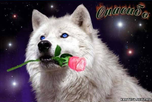 Создать мем "волк с розой в зубах, волк добрый, одинокий волк с розой" - Картинки - Meme-arsenal.com
