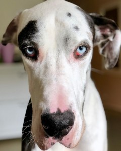 Создать мем: white dog grinning, great dane, bull terrier