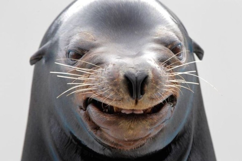 Create meme: Navy seal , funny Navy seal, sea lion 