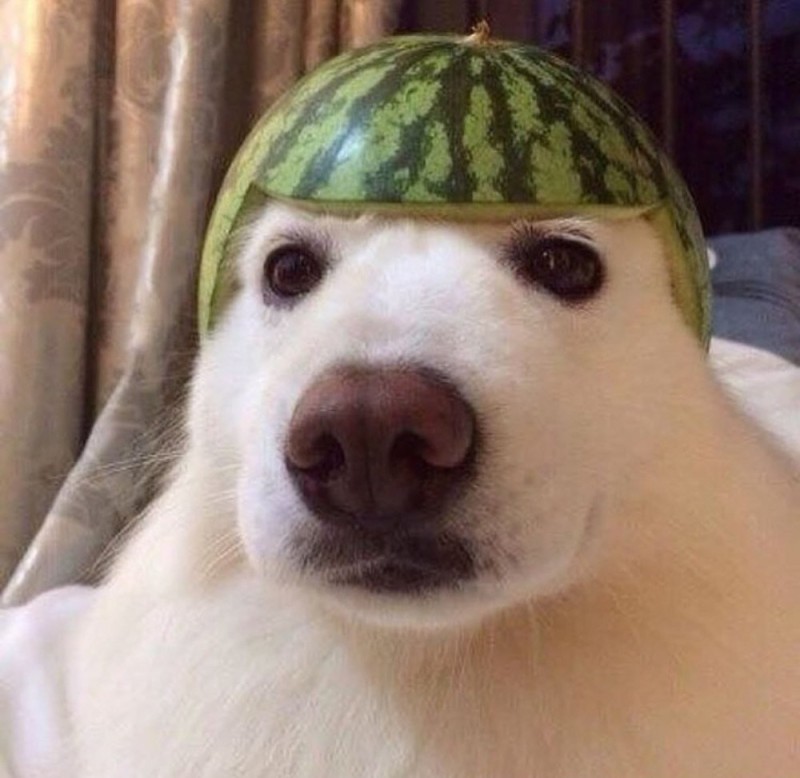 Create meme: a dog in a watermelon helmet, a dog with a watermelon on its head, a dog in a watermelon