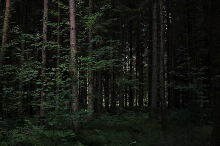 Create meme: dark forest, dense dark forest, into the woods