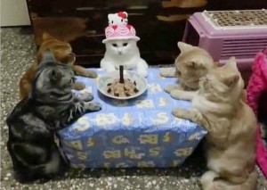 Создать мем: котики юмор, два котика отмечают день рождения, коты за столом день рождения