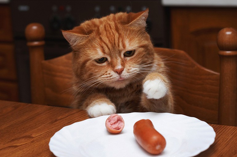 Create meme: cat sausage , cat sausage, The cat is a sausage