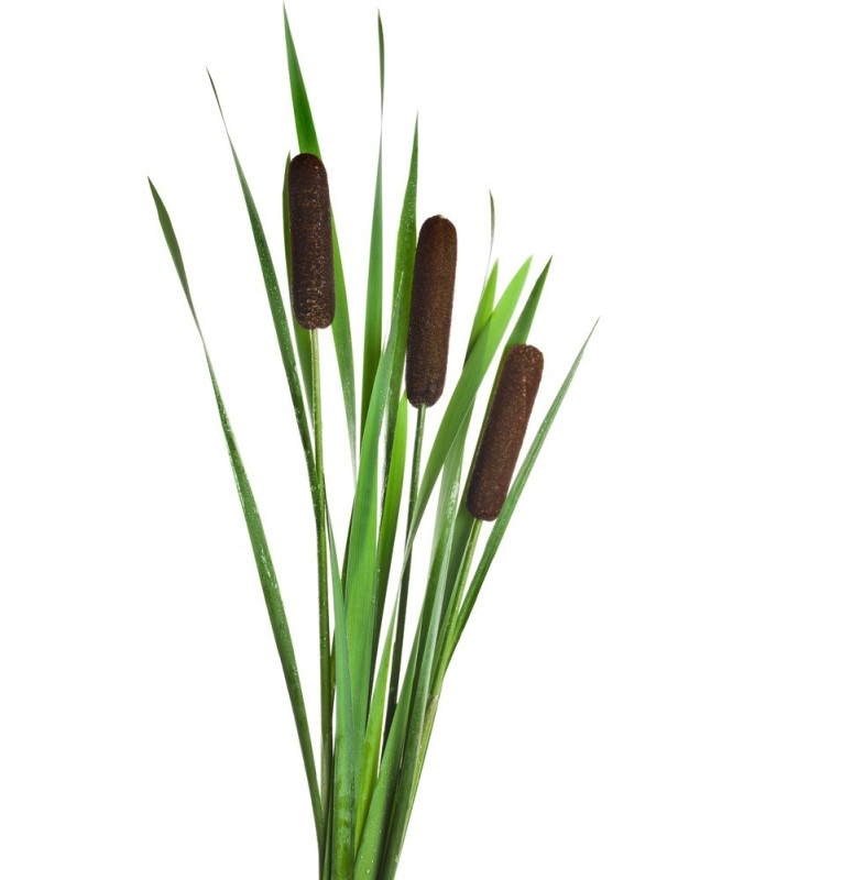 Create meme: reeds on a white background, reeds, home plant