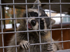 Create meme: Tomsk zoo, zoo, raccoon in a cage