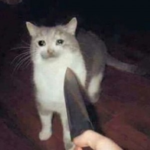 Создать мем: улыбающийся кот с ножом, Кошка, cry cat meme