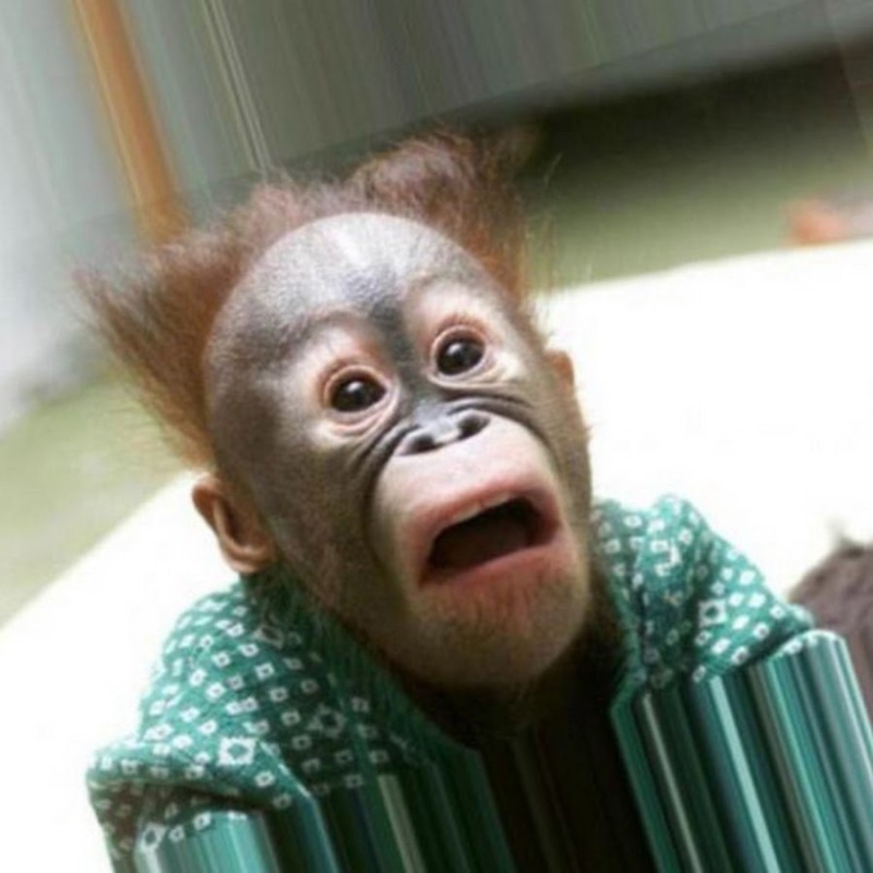 Create meme: monkey in a shirt, surprised monkey, humor 