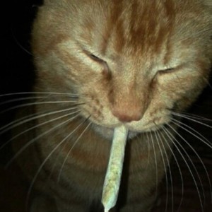 Создать мем: забавные животные, кот с сигаретой, кот