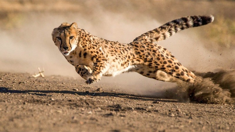 Create meme: cheetah running speed, running Cheetah , Cheetah running