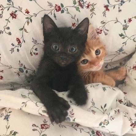 Создать мем: кот, черный и рыжий котенок, котенок черный