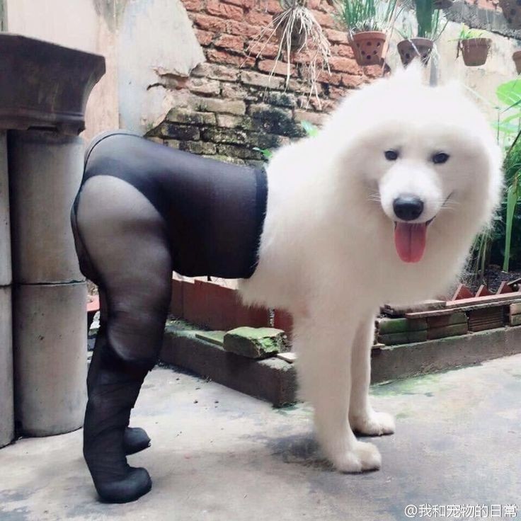 Create meme: samoyed, Samoyed husky meme, dirty samoyed