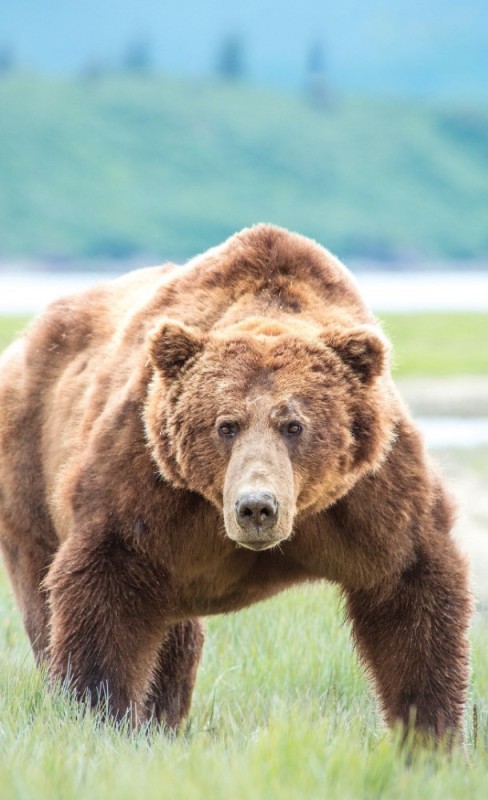 Create meme: brown bear brown bears, brown bear , grizzly and brown bear