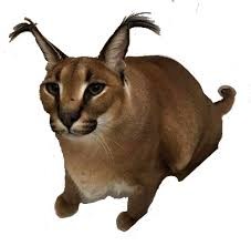 Create meme: cat, cat, Caracal