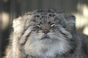 Create meme: wild Pallas cat, cat manul, wild cat manul