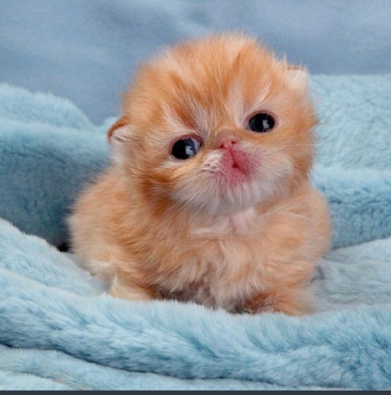 Создать мем: рыжий котенок, котята милашки, самые милые котята в мире