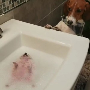Create meme: bath the dog, dog, dog bath funny