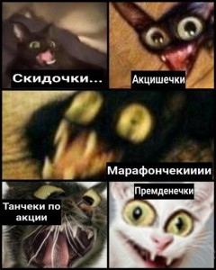 Create meme: cat memes, memes with cats Capsici, memes