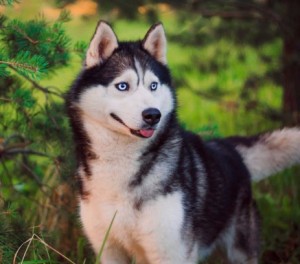 Create meme: Siberian husky, husky, Siberian husky