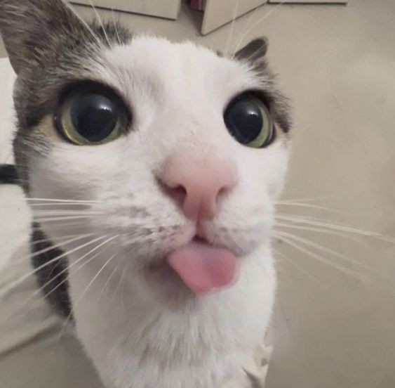 Create meme: the cat is a crook, cat with tongue hanging out, cat 