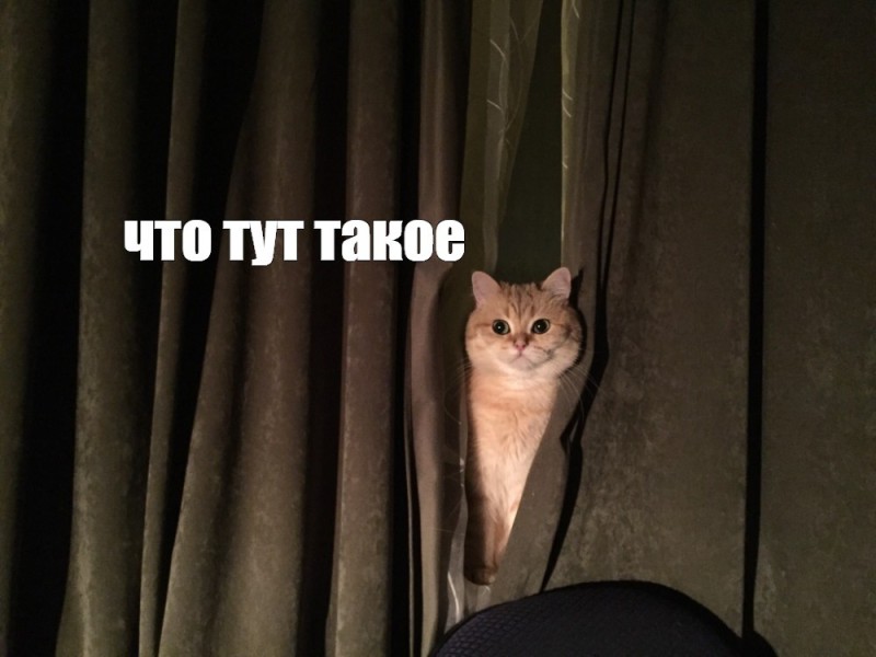 Create meme: cat , cat humor , meme cat 