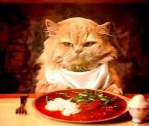 Создать мем: кошки, коты, обед приятного аппетита