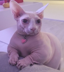 Create meme: Sphynx, Sphinx