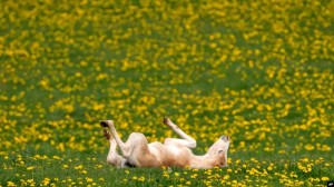 Create meme: cat, flowers field, nature