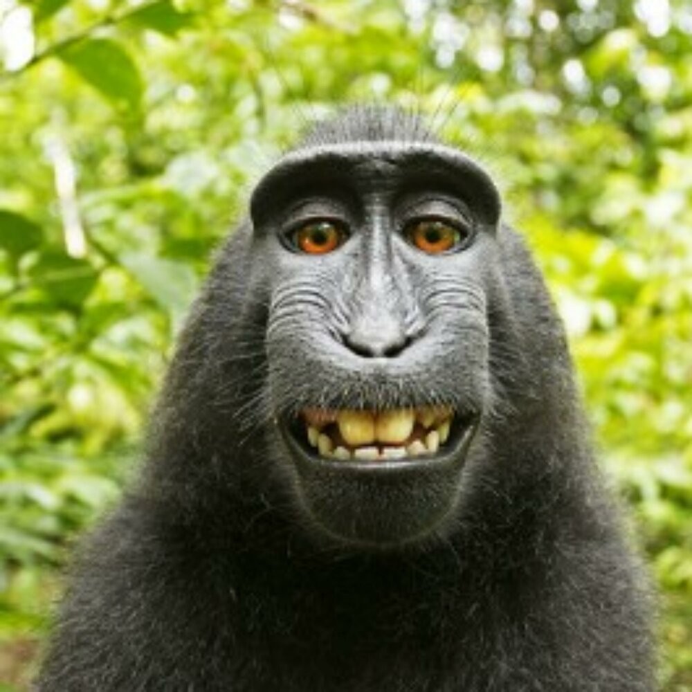 Create meme: monkey with a smile meme, monkey , black monkey 