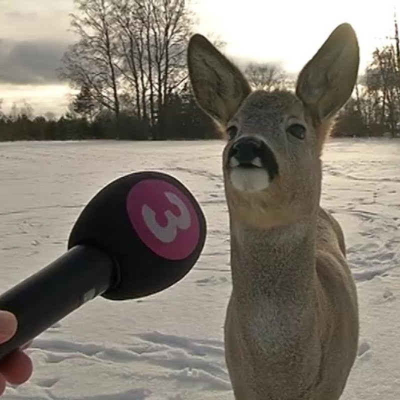 Create meme: stoned deer, deer with microphone, funny deer