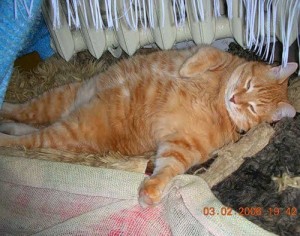 Создать мем: толстый рыжий кот, толстые рыжие коты, жирный кот