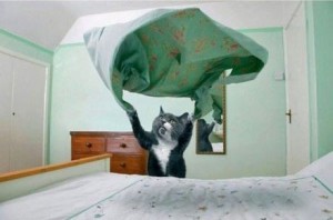 Создать мем: коты, кот вытаскивает лампочку из потолка, котэ